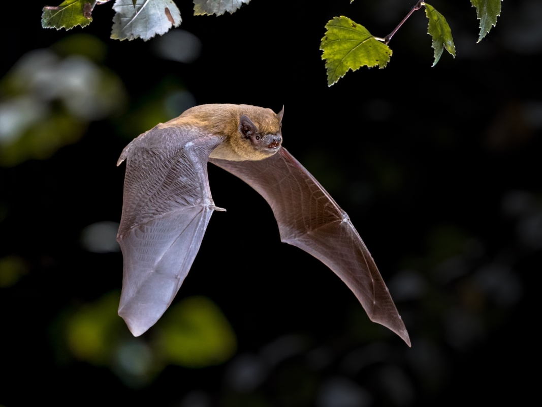 Natuurvriendelijk isoleren bescherming vleermuizen